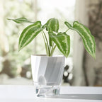 KIMCHOMERSE Self Watering Plant Pots, 6 Inch Plant Pots White, 3 Pack Flowers - Image 7