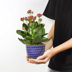 Selamica Ceramic Plant Pots, 4.6 Inch Flower Pots - Image 2