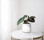 Phoenix Vine 4 Inch Self Watering Planter Pot, Design White Terracotta Pots - Image 2