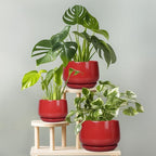 G EPGardening Ceramic Planter 7 Inch - Image 7