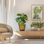 Ceramic Planter - Image 7