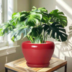 10 Inch Plant Pot - Image 6