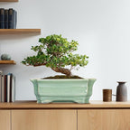 Bonsai Pots - 13.7 Inch Rectangle Ceramic Pots - Image 8