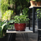 SQOWL Ceramic Plant Pots - Image 5
