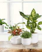 EFISPSS Plant Pots, 4+5+6 Inch Pots - Image 2