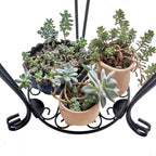CASIMR 2 Tier Plant Stand, 19.2 inch Tall Metal Potted Holder Rack, Indoor - Image 6