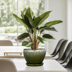 6 Inch Plant Pot - Image 8