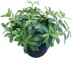 AlphaAcc 9.5" Artificial Plants by AlphaAcc