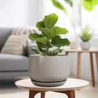 G EPGardening Ceramic Planter 9 Inch - Image 4
