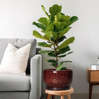 SQOWL Ceramic Flower Pots - Image 2