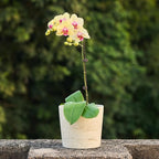 Ekirlin 7 Inch Natural Travertine Textures Plant Pot, Resin Outdoor Planter - Image 5