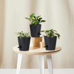 5 Pack 5 inch Self-Watering Pots, African Violets Planter - Image 8