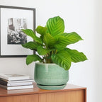 G EPGardening Ceramic Plant Pot - Image 5