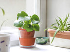 D'vine Dev 4 Inch Design Self Watering Pot - Image 6