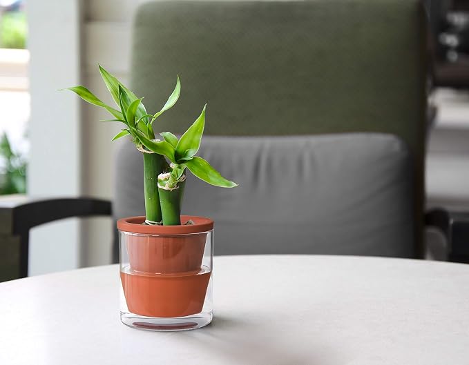 D'vine Dev 4 Inch Design Self Watering Pot - Image 6
