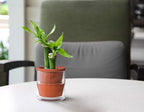 D'vine Dev 4 Inch Design Self Watering Pot - Image 6
