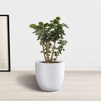 Kante 14 Inch Dia Round Concrete Planter, Indoor Outdoor Large Plant Pot - Image 9