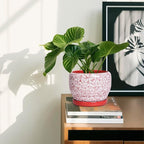 SQOWL 6 Inch Plant Pot - Image 6