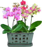 W&W Orchid Pot with Holes and Saucer - Image 6