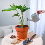 3PCS Indoor Plant Support – Durable Metal Garden Stakes - Image 6