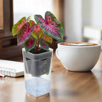 LemonRoad 20 Pack 2" Small Self Watering Pots - Image 7