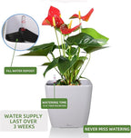 Dexceder 13x12 Self Watering Planter - Image 5