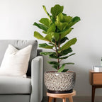 SQOWL Ceramic Plant Pots - Image 2