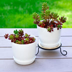 Tergy 50 Pack 4 Inch Plant Pots Bulk Small Plastic Planters Pots - Image 3