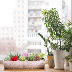 Succulent Pots - Large Succulent Planter Pots - Image 6