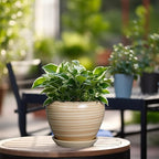 6 Inch Plant Pot Ceramic - Image 6