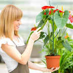 5 Pack Stackable Monstera Plant Support Stakes - Image 7