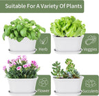 Windowsill Garden Pots, Succulents, African Violet - Image 4