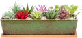 Succulent Pots - Large Succulent Planter Pots by ARTKETTY
