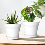 5 Inch Plastic Plant Pots with Drainage Holes and Trays – 6 Pack Small Nursery - Image 6