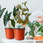 100 Pcs Plant Nursery Pots, 6 Inch Thicker Plastic Seedling Pots - Image 6