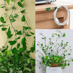 100 Pcs Plant Climbing Wall Fixture Clips Self-Adhesive Hook Vines Traction - Image 4