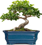 Bonsai Pots 11.6 Inch by Teagas