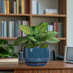 G EPGardening Ceramic Pot for Plants - Image 8