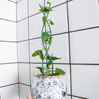 Indoor Plant Trellis - Image 7