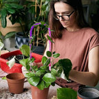 3 Pack Colorful Acrylic Plant Trellis - Image 5