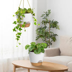 ZMTECH 10 Inch Hanging Planters - Image 5