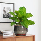 G EPGardening 7 Inch Ceramic Pots - Image 5