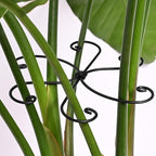 Black Monstera Plant Support Hook by Yohsnor