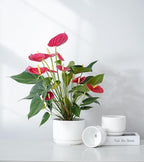 Ton Sin Plant Pots, 4.1+5.1+6.5 inch, Ceramic Planters - Image 6