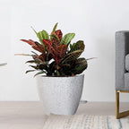 10/9/8 inch Self Watering Pots - Image 8