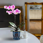 W&W Orchid Pot with Holes and Saucer - Image 7