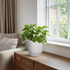 Ceramic Pots for Plants - Image 5