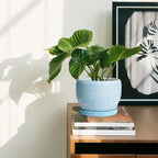 SQOWL Ceramic Planters for Indoor Plants - Image 6
