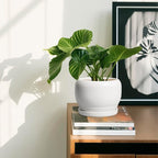 SQOWL Ceramic Flower Pots - Image 6