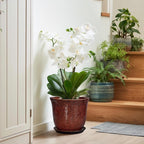 10 Inch Plant Pot - Image 6